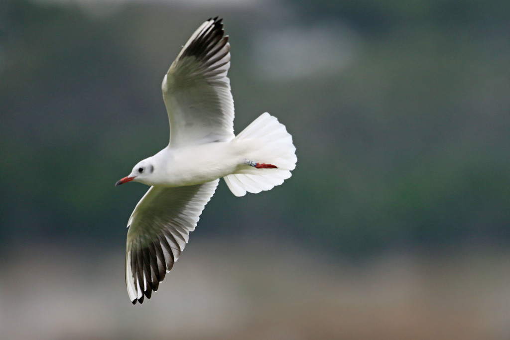 ユリカモメ定番写真