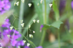 草のソフトフィルター