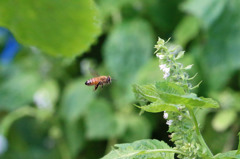 エゴマの花に一直線