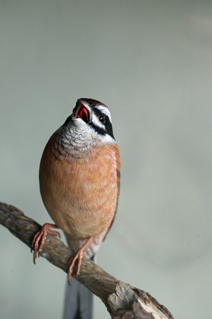 本物そっくりです-5