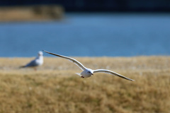 ユリカモメ飛び出し