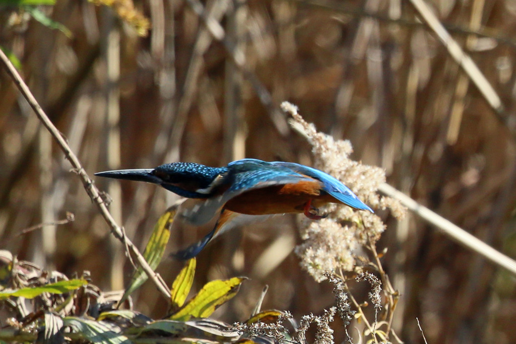 カワセミ飛行中
