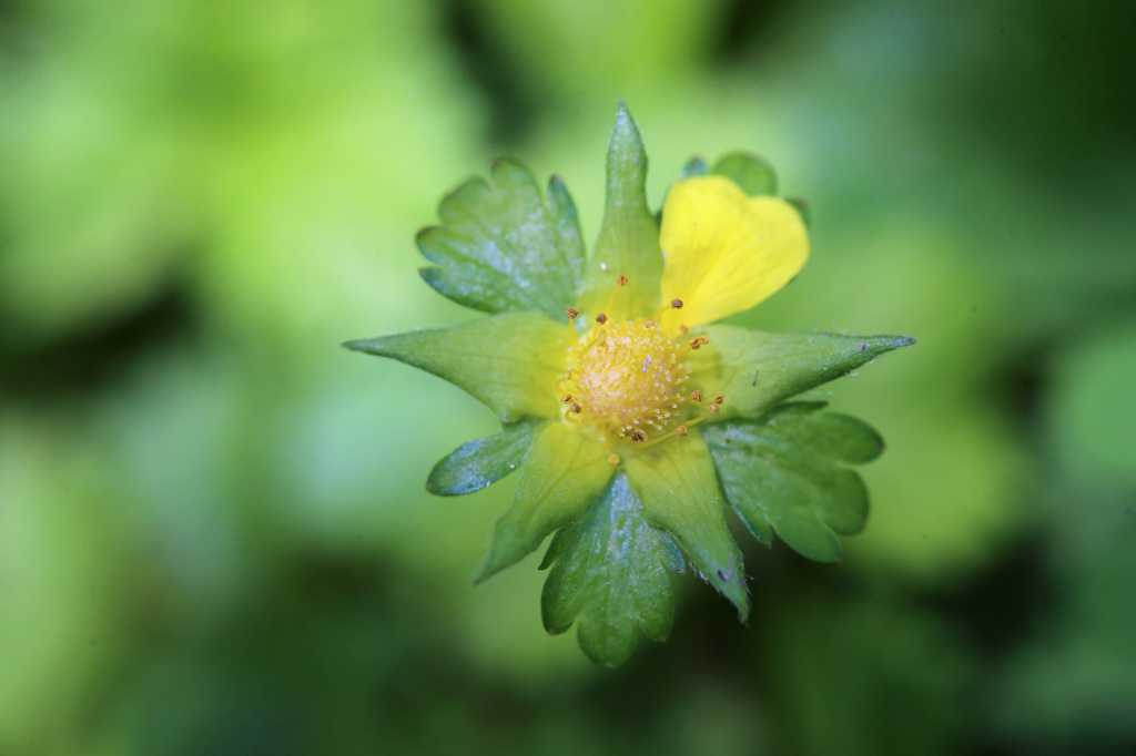 最後の花びら