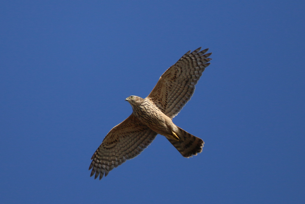 オオタカ幼鳥さん-1