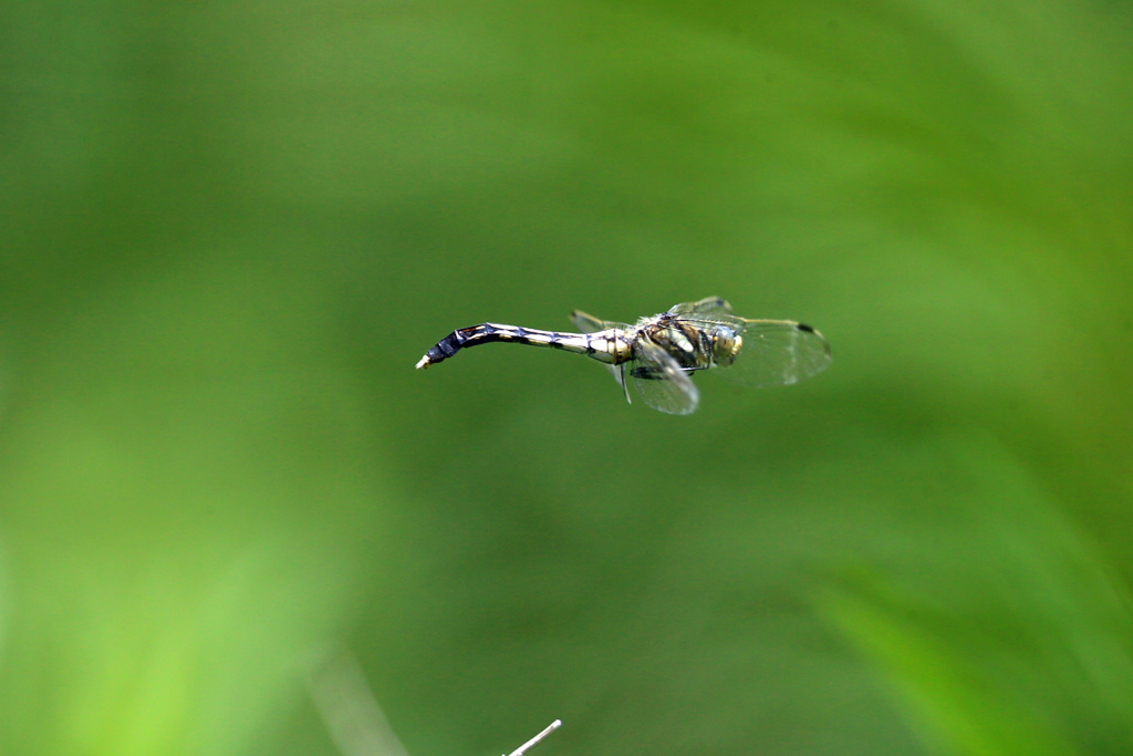 シオカラトンボ飛ぶ