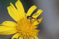 図鑑写真横から