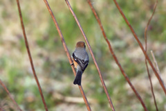 背中綺麗でしょ