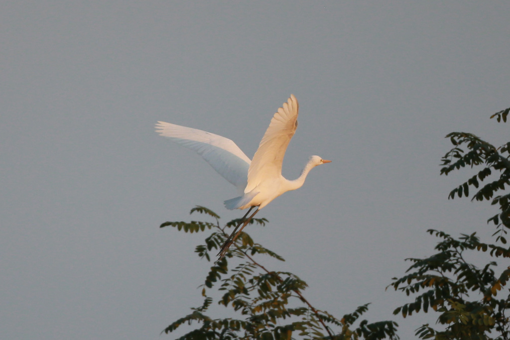 ダイサギシリーズ-2