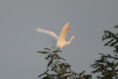 ダイサギシリーズ-2