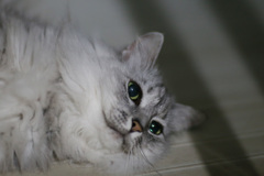 にゃにゃ登場-4