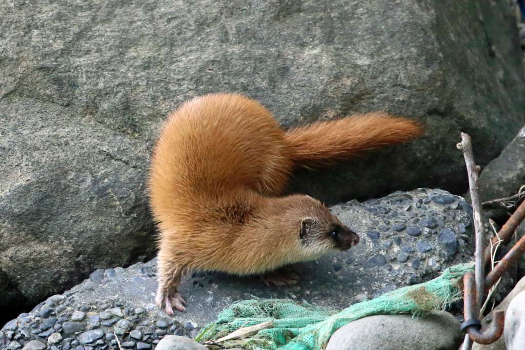 初めてのイタチ君-7