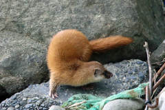 初めてのイタチ君-7