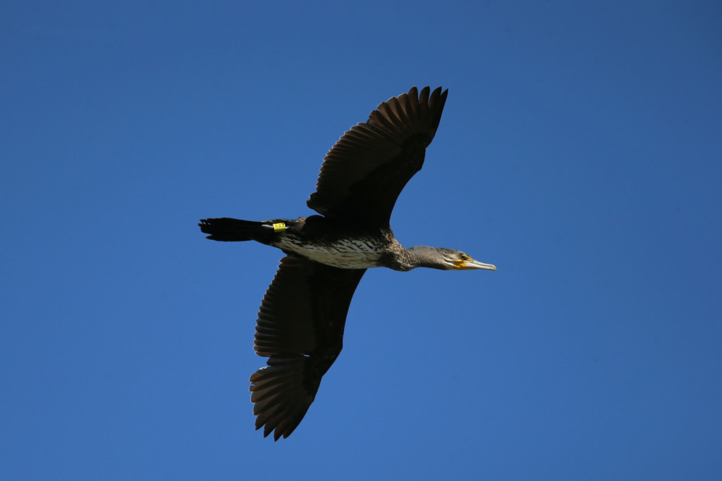 カワウがセーフ