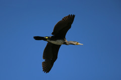 カワウがセーフ