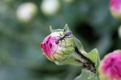 アリさん害虫食べて