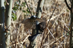 仲良くしようよ