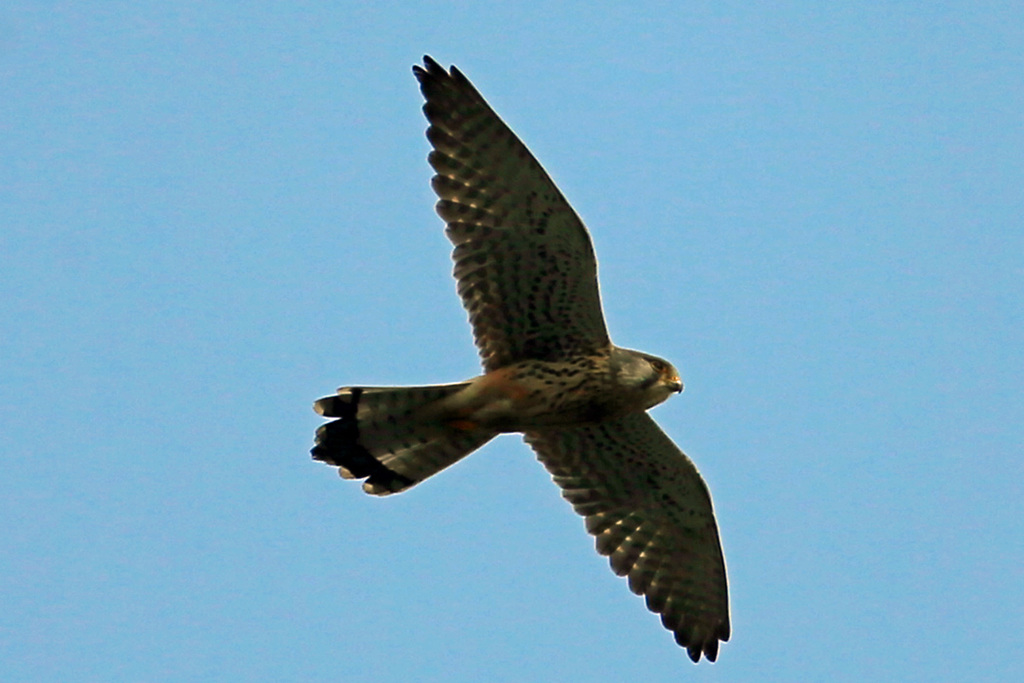久しぶりチョウゲンボウ