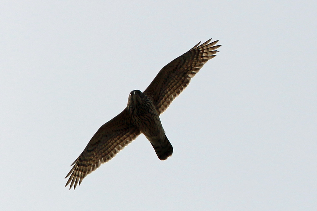 オオタカ幼鳥シルエットその1