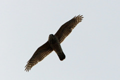 オオタカ幼鳥シルエットその1