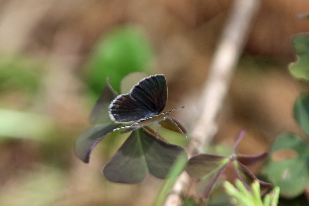 翅開くと綺麗だね