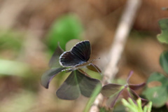翅開くと綺麗だね