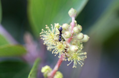 アリさん頑張って