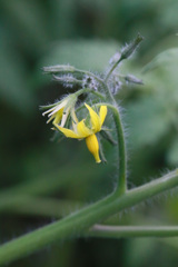 身のならない花