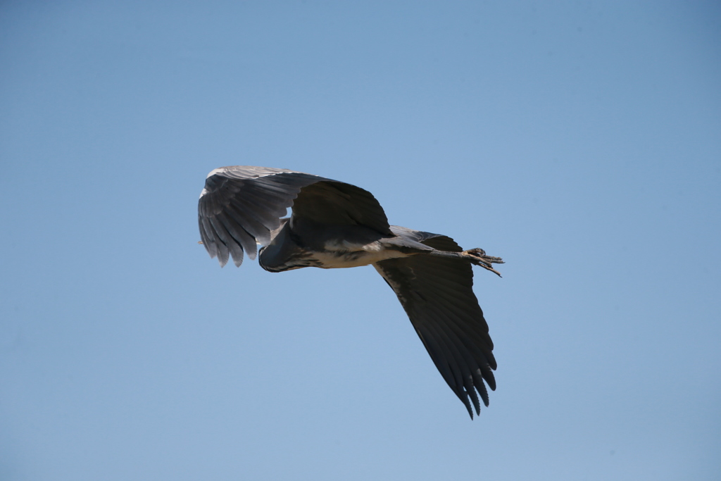 アオサキの脇腹？