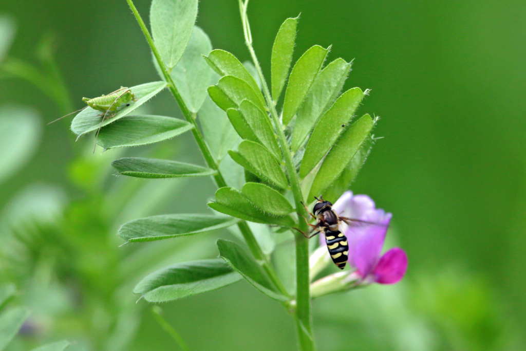 今年初めてハナアブ君-2