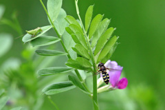 今年初めてハナアブ君-2