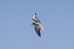 今日は風強いのね