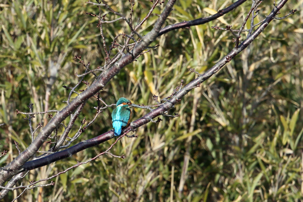 よ～く見るとカワセミさん