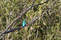 よ～く見るとカワセミさん