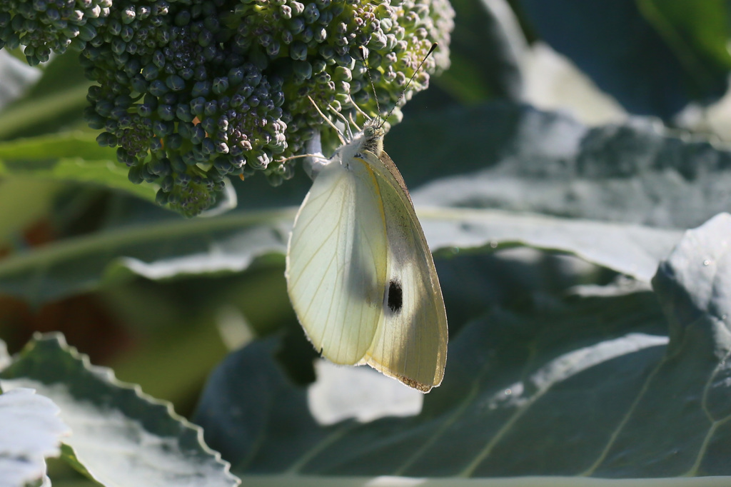 日差しを浴びて
