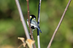 振り向シジュウカラ