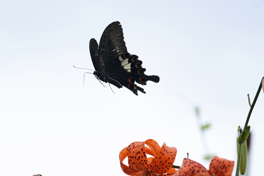 空にチョウさん溶けてます