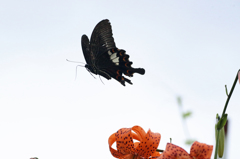 空にチョウさん溶けてます
