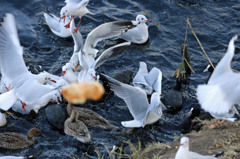 パンはまだいかないよ