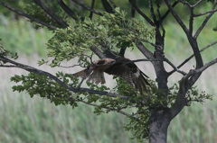あらー行き過ぎた