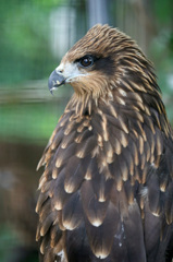 肥満のトビさん