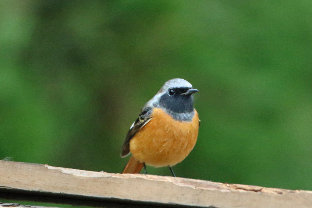今日もきましたジョウビタキ