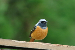 今日もきましたジョウビタキ