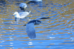 僕だって飛ぶに