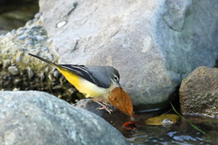 葉っぱも食べるの-2