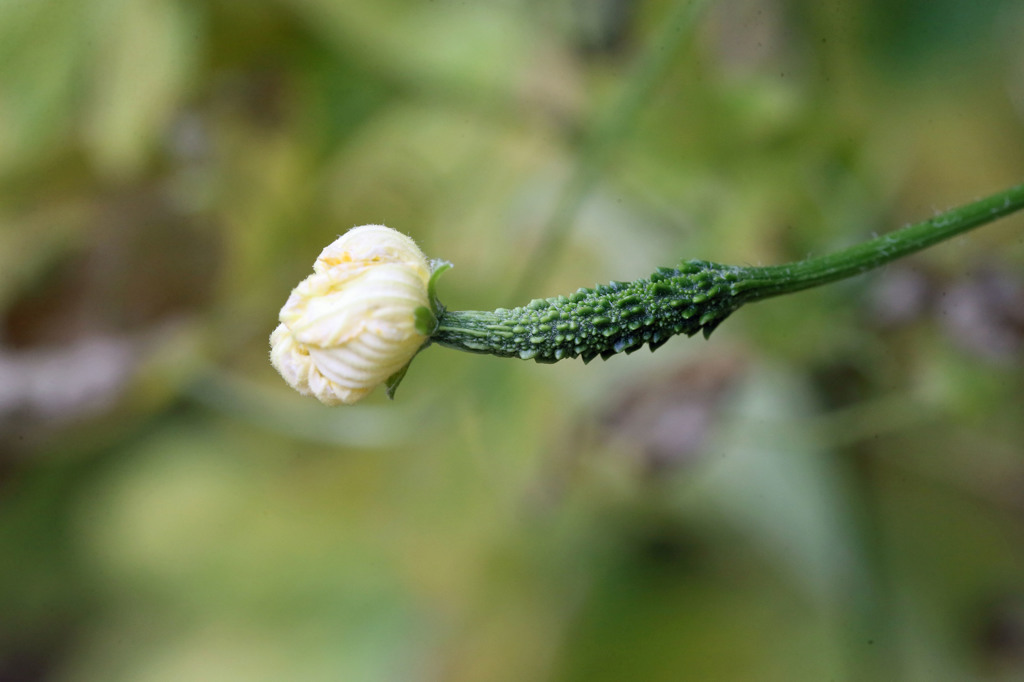 ゴウヤの赤ちゃん