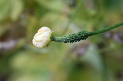 ゴウヤの赤ちゃん