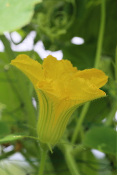 野菜の花その2