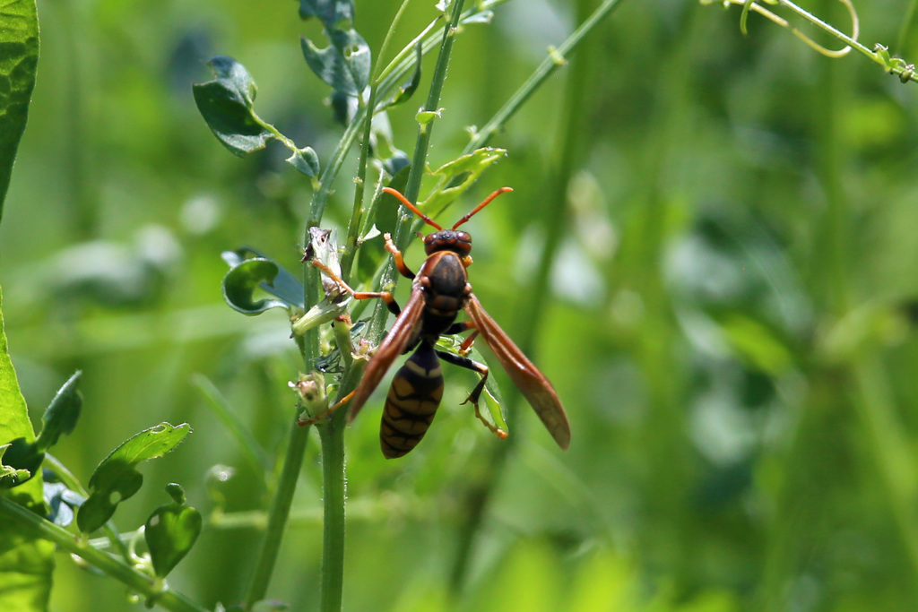 アシナガハチ-1