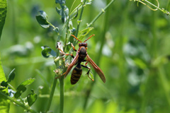 アシナガハチ-1