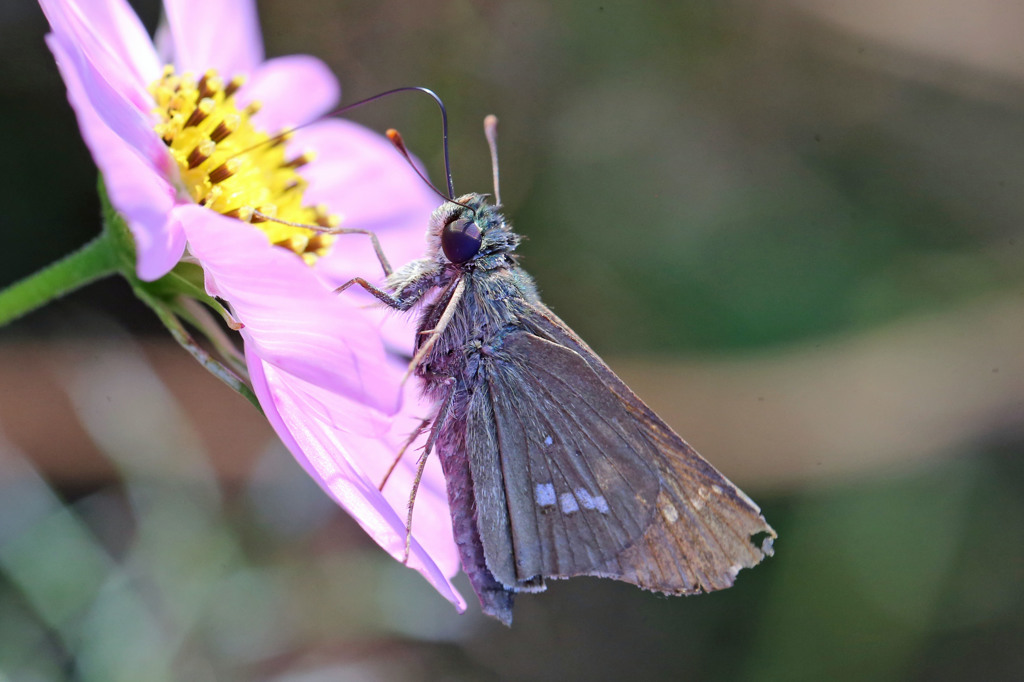 ピンクに染まる